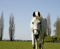 Horse oncoming Royalty Free Stock Photo