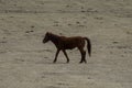 Horse in Armenia Lori province