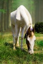 A white horse grassing in a field with blurry background