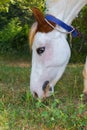 A close up view of white horse grassing in a field on side view