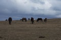 Horse in Armenia Lori province