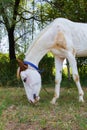 A beautiful white horse grassing in the field in black and whiteand beautiful background Royalty Free Stock Photo