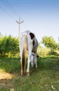 A close up view of white horse and blue sky background