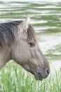 Horse in the open field