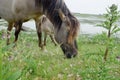 Horse in the open field