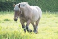 Horse in the open field