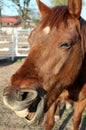 Horse with open mouth