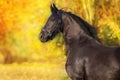 Horse in orange autumn trees Royalty Free Stock Photo