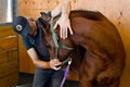 Horse osteopath Royalty Free Stock Photo