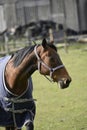 Horse on the outskirts of Burnley in a shadow of Pendle Hill in Lancashire