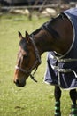 Horse on the outskirts of Burnley in a shadow of Pendle Hill in Lancashire