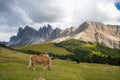 Horse over Dolomite landscape Geisler Odle mountain Dolomites Group Val di Funes Royalty Free Stock Photo