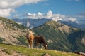 Horse over Dolomite landscape Geisler Odle mountain Dolomites Group Val di Funes Royalty Free Stock Photo