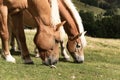 Horse over Dolomite landscape Geisler Odle mountain Dolomites Group Val di Funes Royalty Free Stock Photo