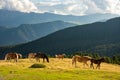 Horse over Dolomite landscape Geisler Odle mountain Dolomites Group Val di Funes Royalty Free Stock Photo