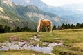 Horse over Dolomite landscape Geisler Odle mountain Dolomites Group Val di Funes Royalty Free Stock Photo