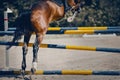 The horse overcomes an obstacle. Equestrian sport, jumping. Overcome obstacles Royalty Free Stock Photo