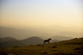 horse pacing peacefully in the mountains at sunset Royalty Free Stock Photo