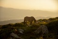 horse pacing peacefully in the mountains at sunset Royalty Free Stock Photo