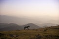 horse pacing peacefully in the mountains at sunset Royalty Free Stock Photo