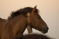 horse pacing peacefully in the mountains at sunset Royalty Free Stock Photo