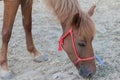 Horse in paddock and bent over eating from rubber