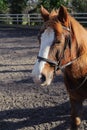 Horse at paddock Royalty Free Stock Photo