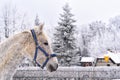horse on a paddock on a farm in eastern Poland Royalty Free Stock Photo