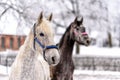 horse on a paddock on a farm in eastern Poland Royalty Free Stock Photo