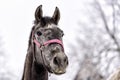 horse on a paddock on a farm in eastern Poland