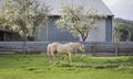 Horse in Paddock