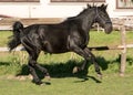 Horse in paddock