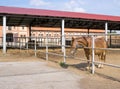 Horse in paddock