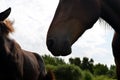 a horse in the paddock on a sunny summer day close up, Royalty Free Stock Photo