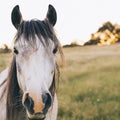 Brumby Horse Sunset Royalty Free Stock Photo