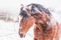 A horse in a paddock on a windy winter day. Visible snowflakes, wind and frost. Close-up of the horse eyes, head.