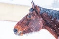 A horse in a paddock on a windy winter day. Visible snowflakes, wind and frost. Close-up of the horse eyes, head.