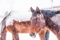 A horse in a paddock on a windy winter day. Visible snowflakes, wind and frost. Close-up of the horse eyes, head.