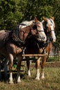 Horse Pair Royalty Free Stock Photo