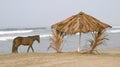 Horse and palapa on the beach Royalty Free Stock Photo