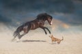 Horse paly with dog Royalty Free Stock Photo