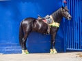 Horse Parade Royalty Free Stock Photo