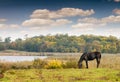 horse on pasture autumn season