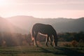 Horse on pasture eating grass, sunset light Royalty Free Stock Photo