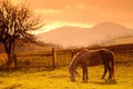 Horse on pasture in evening glow Royalty Free Stock Photo