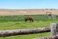 Horse in a pasture on farmland, in a corral during summer Royalty Free Stock Photo