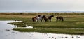 Horse pasture in a flat landscape with a puddle and a group of brown horses. A white horse looks in the direction of the viewer