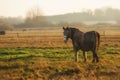 Horse in pasture at foggy sunrise, countryside in Lithuania, rural landscape