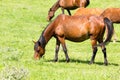 A horse in the pasture on a green lawn Royalty Free Stock Photo