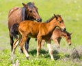 A horse in the pasture on a green lawn Royalty Free Stock Photo